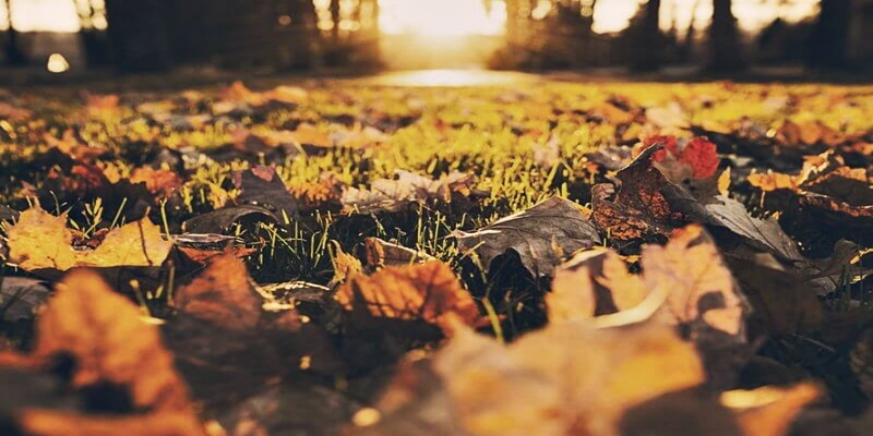 forest-meadow-leaves-autumn-large-800x533
